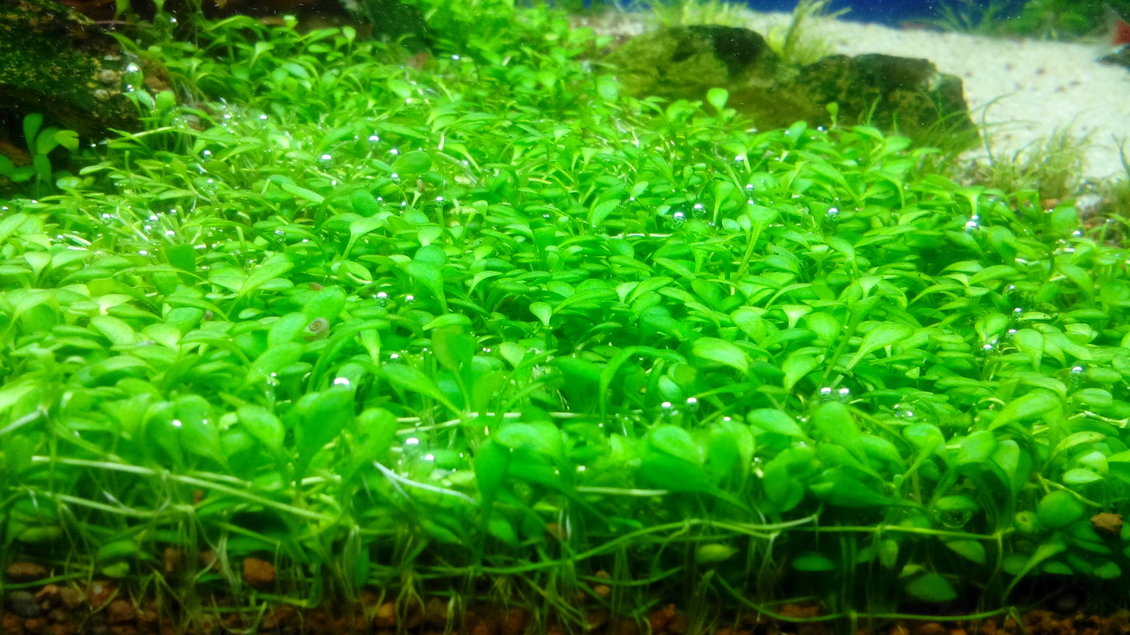 Glossostigma elatinoides