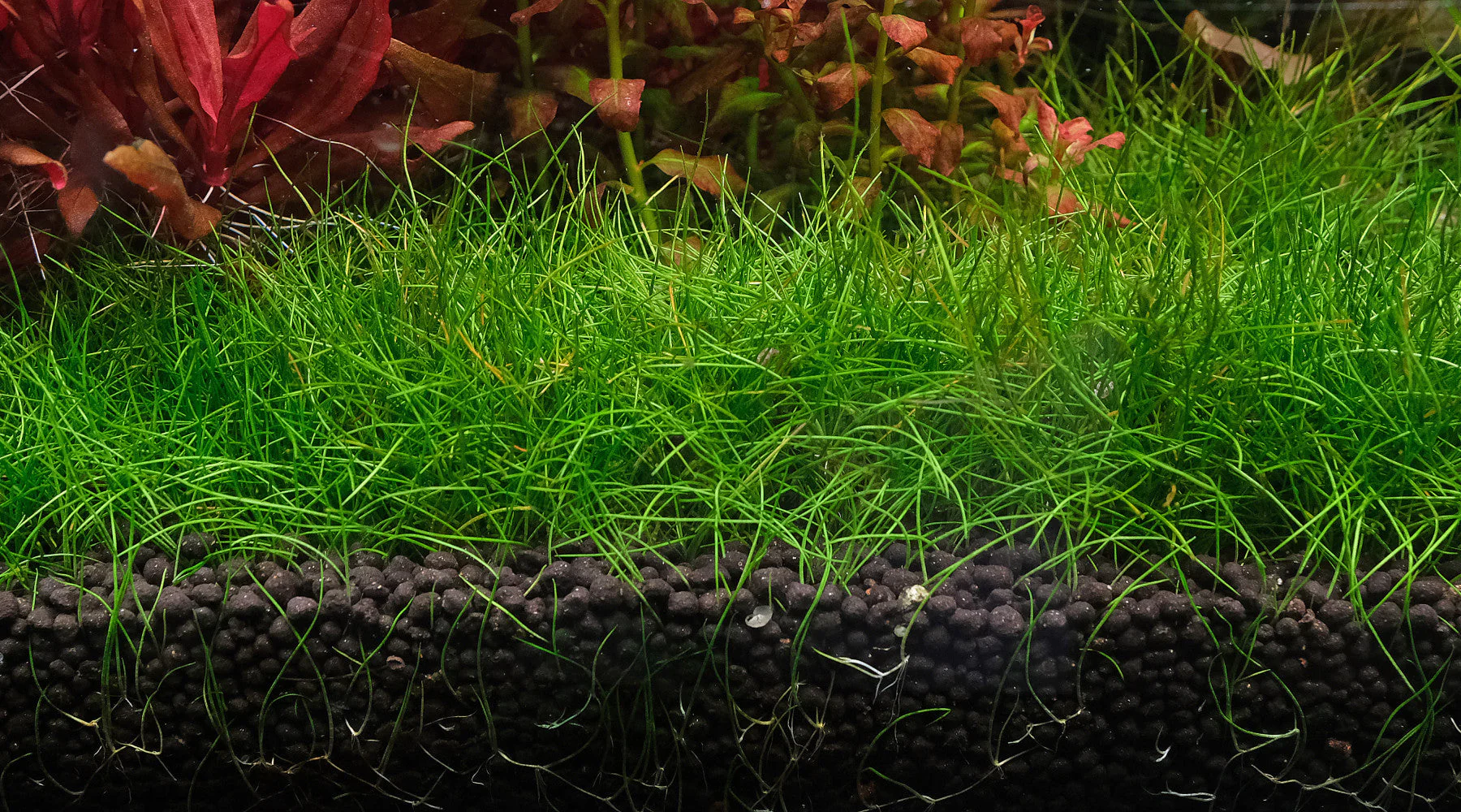 Eleocharis acicularis