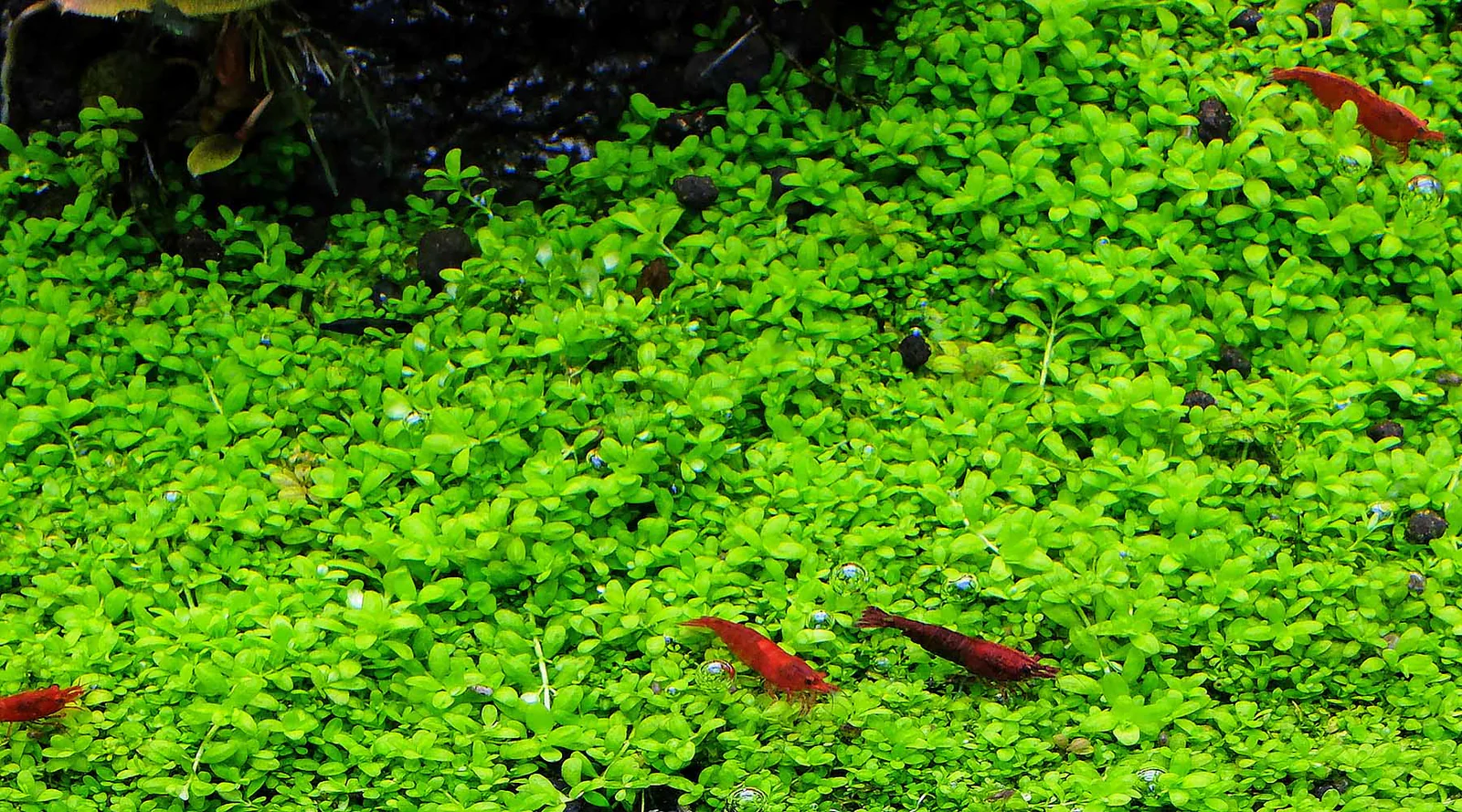 Hemianthus callitrichoides Cuba