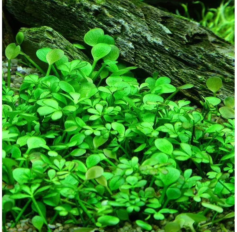 Marsilea hirsuta