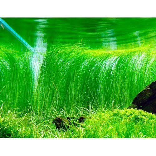Eleocharis montevidensis