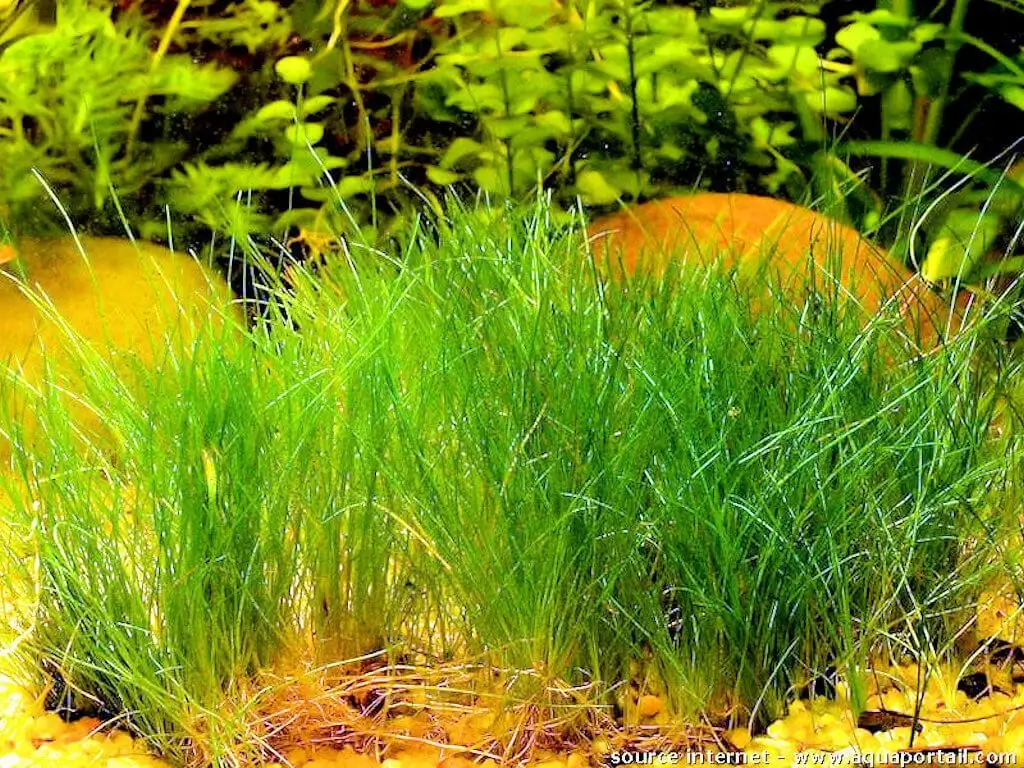 Eleocharis parvula