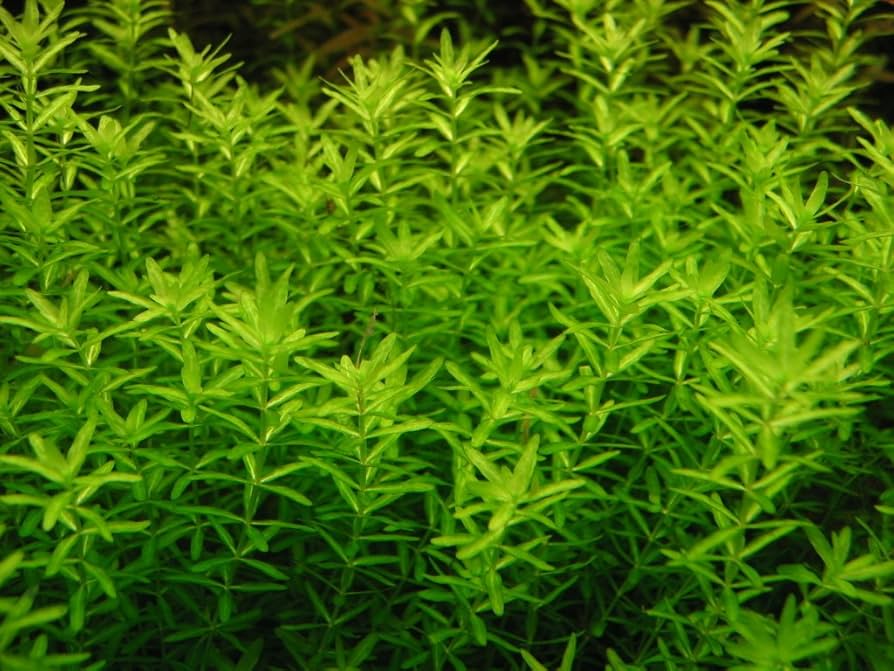 Hemianthus micranthemoides