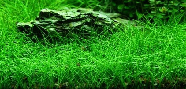 Eleocharis pusilla Mini