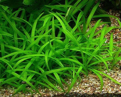 Helanthium tenellum