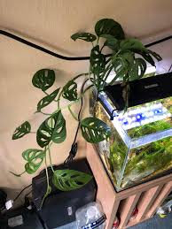Monstera adansonii