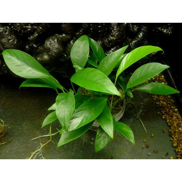 Anubias afzelii