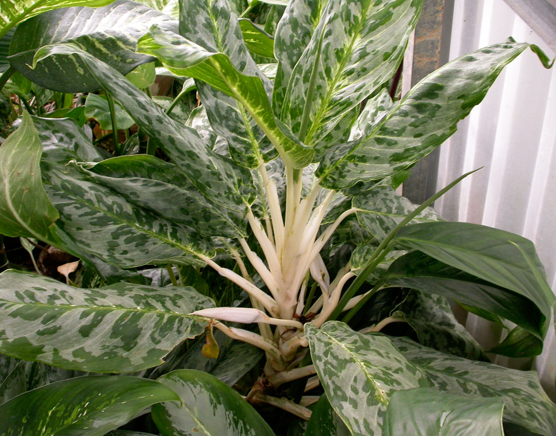 Aglaonema plant