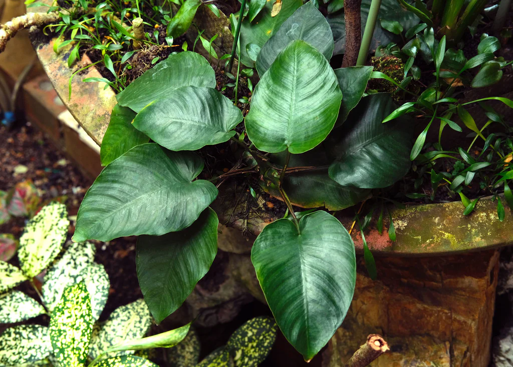 Anubias barteri var. nana plant
