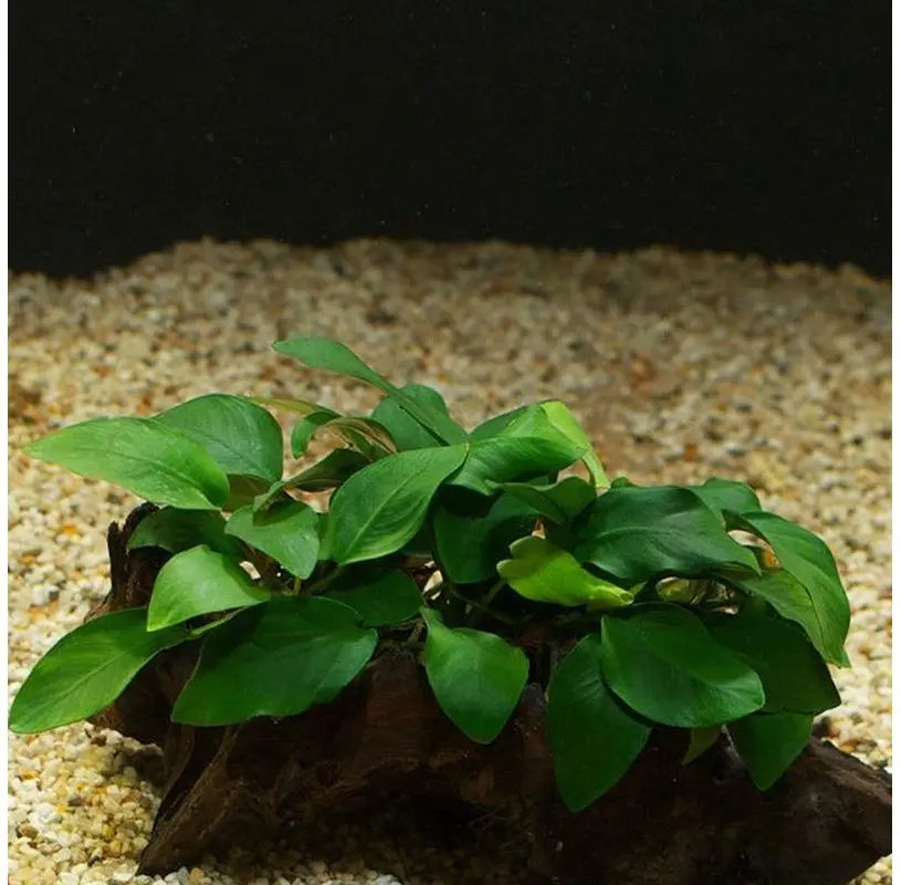 Anubias Nana plant