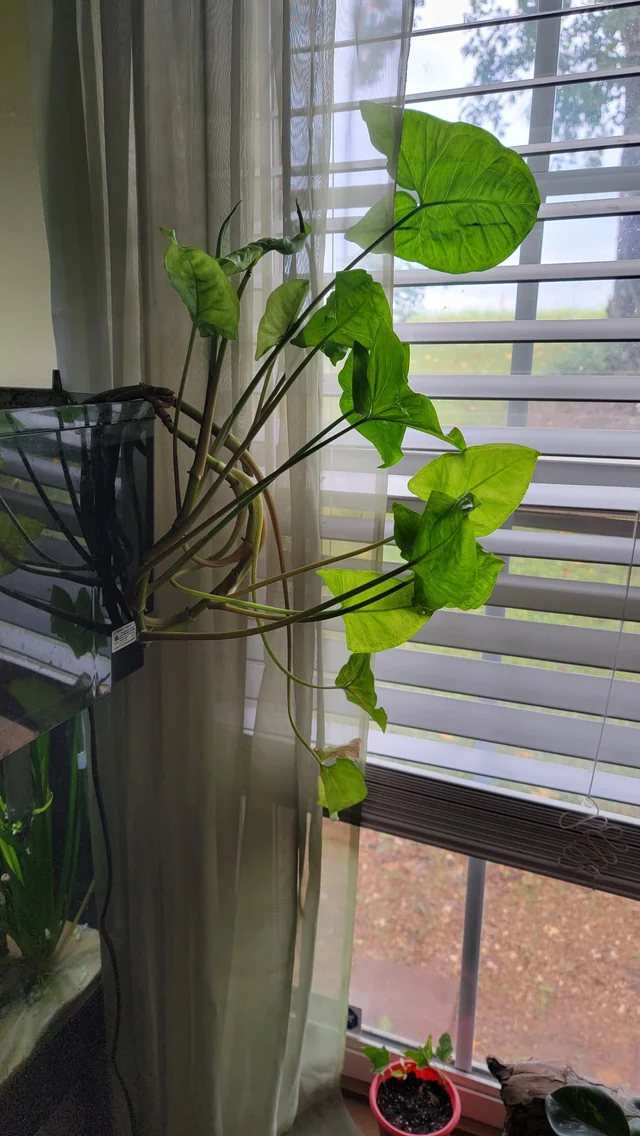 Syngonium podophyllum