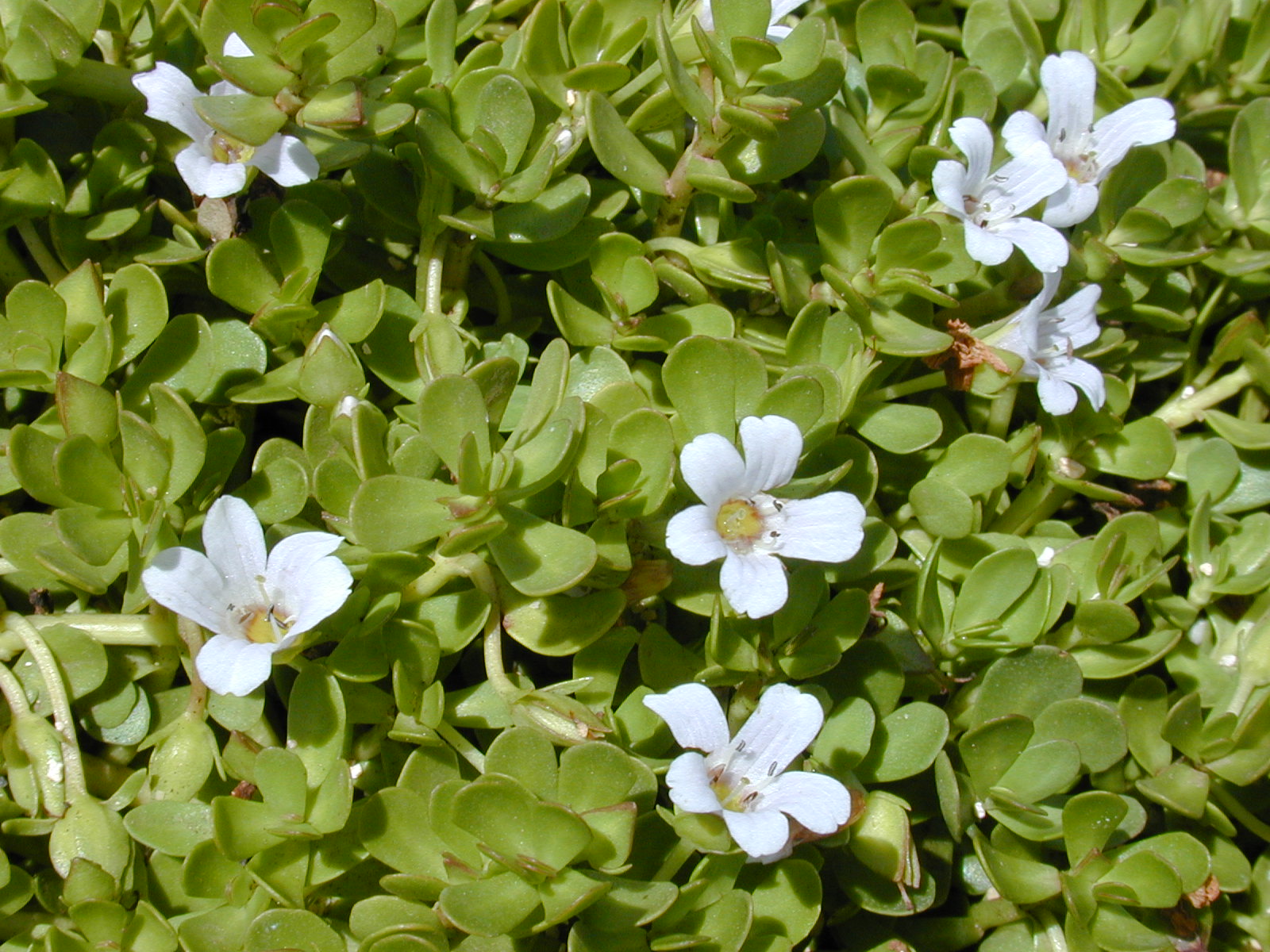 Bacopa monnieri plant