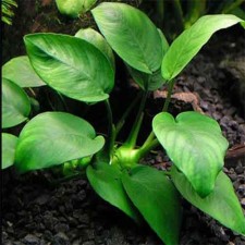 Anubias Barteri