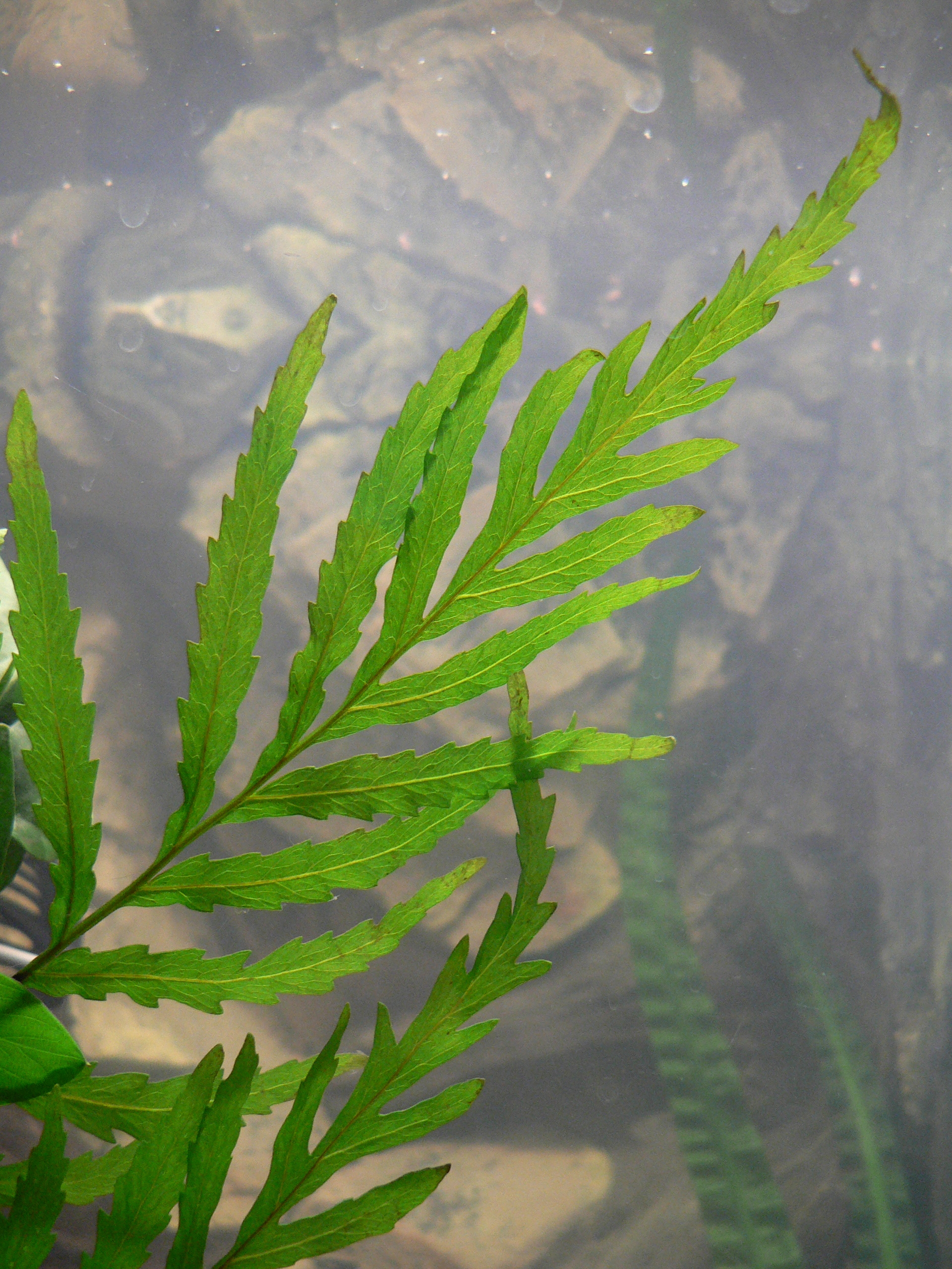 Bolbitis heudelotii plant
