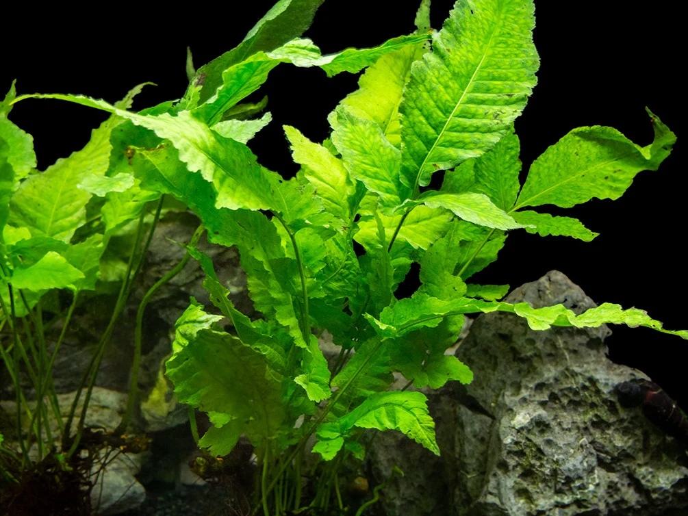 Bolbitis heteroclita