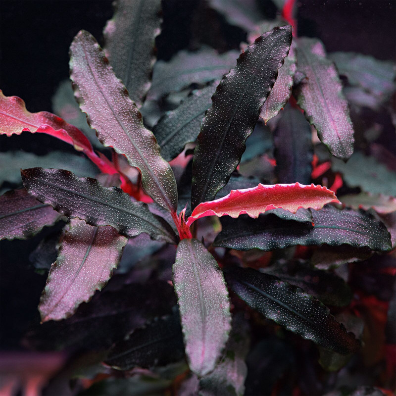 Bucephalandra plant