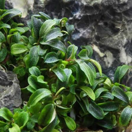 Bucephalandra sp. Needle Leaf