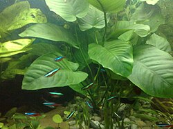 Anubias Caladiifolia