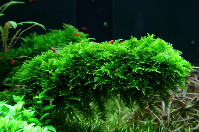Christmas Moss
