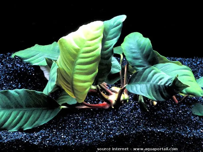 Anubias Coffeefolia