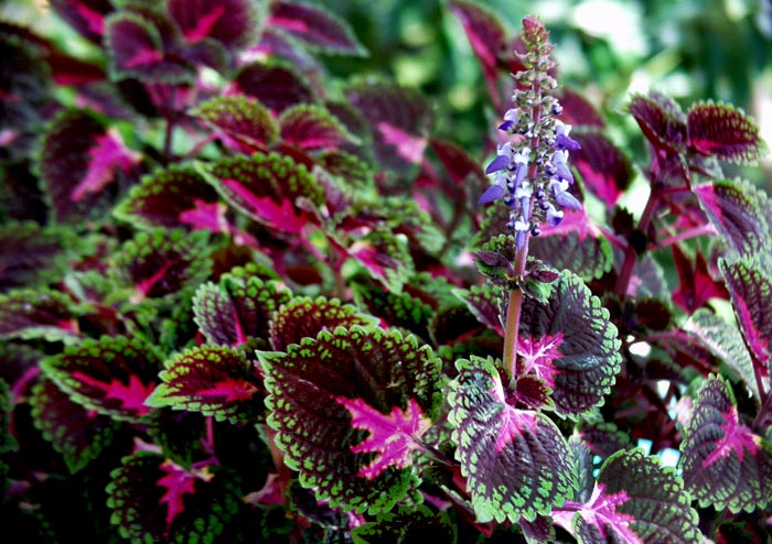 Coleus plant