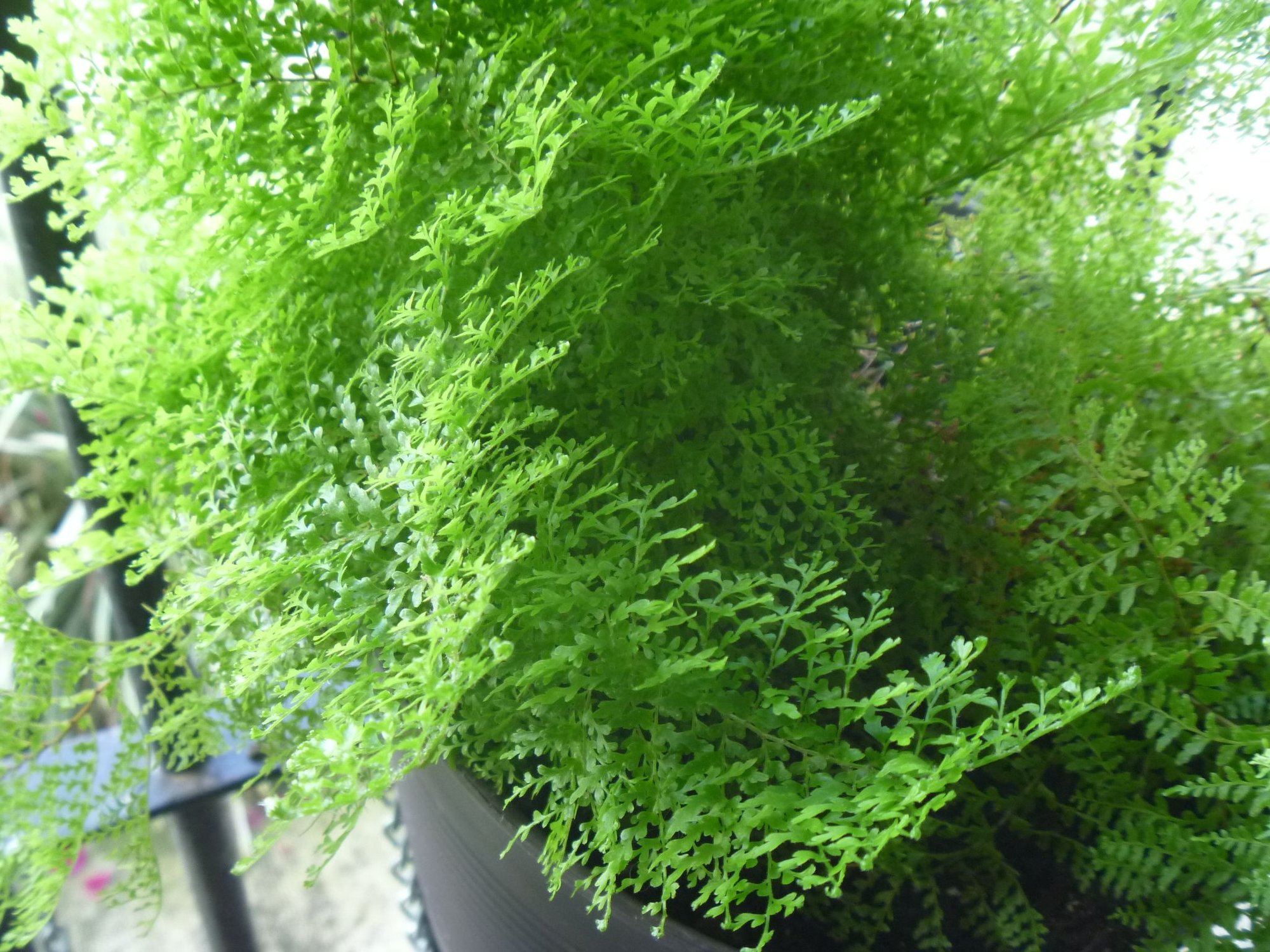 Nephrolepis exaltata smithii