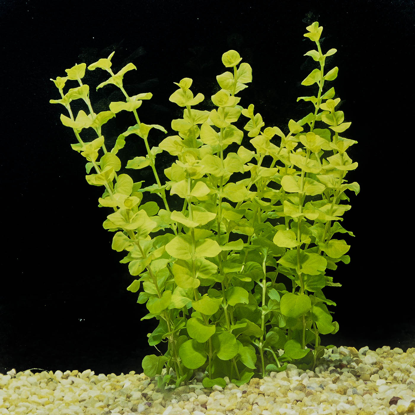 Golden Creeping Jenny plant