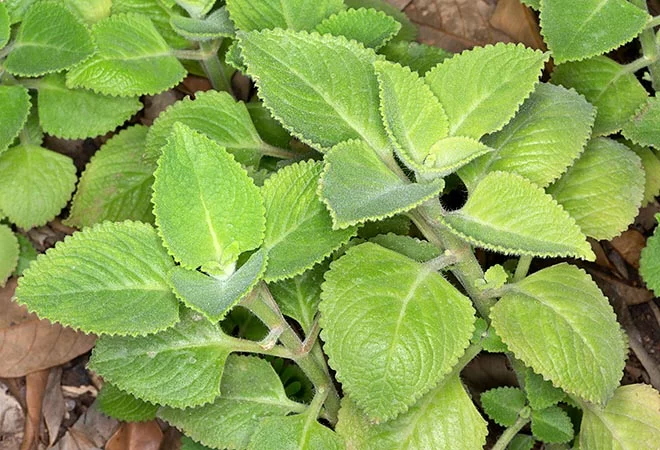 Cuban Oregano plant