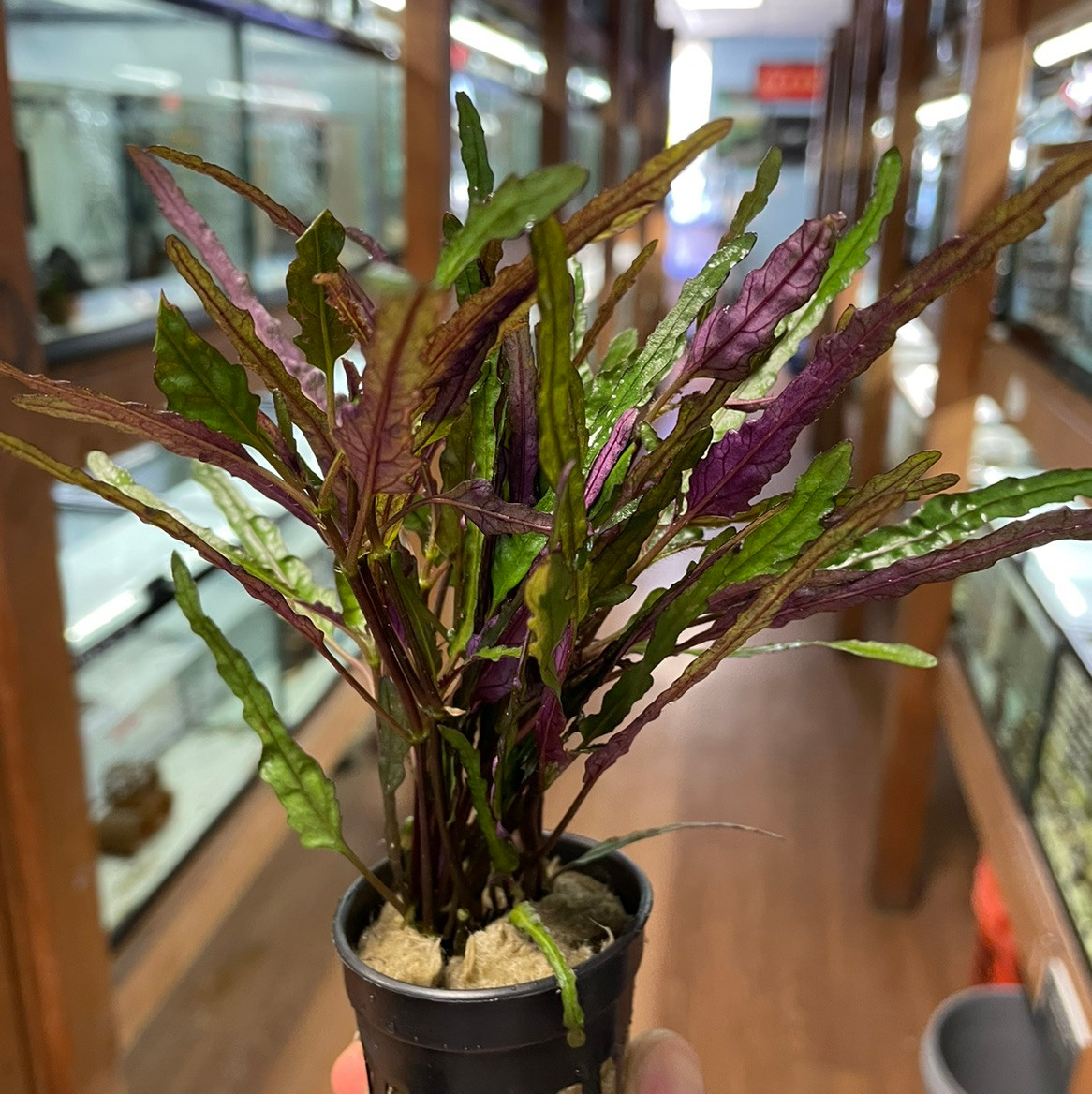 Hemigraphis repanda