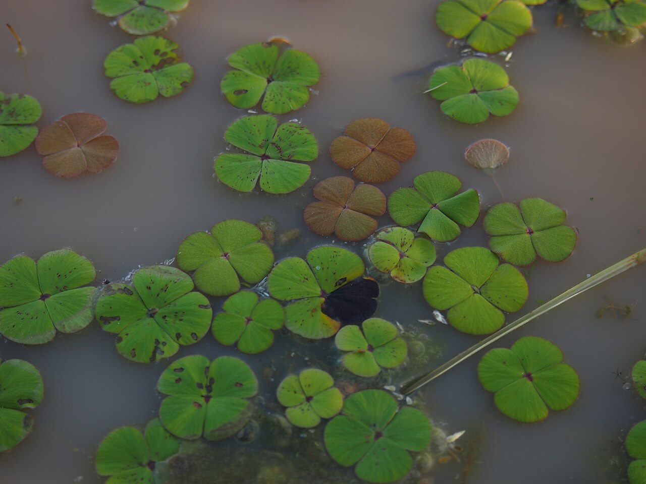 Marsilea drummondii