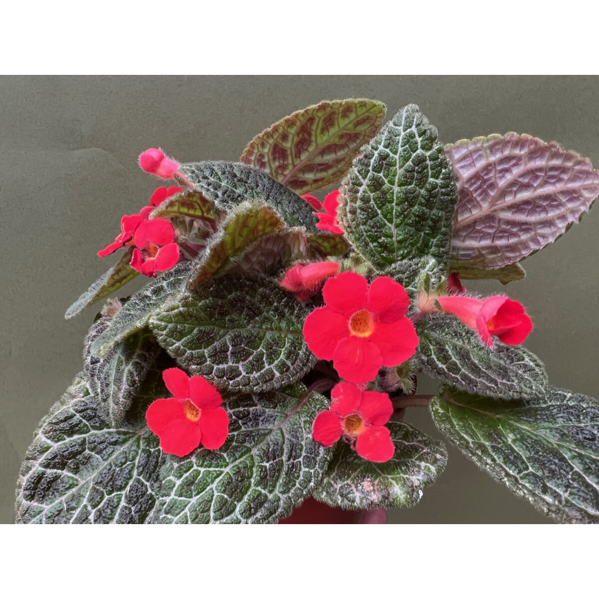 Episcia cupreata plant