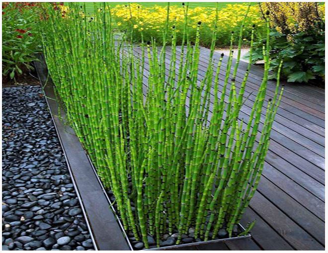Equisetum hyemale