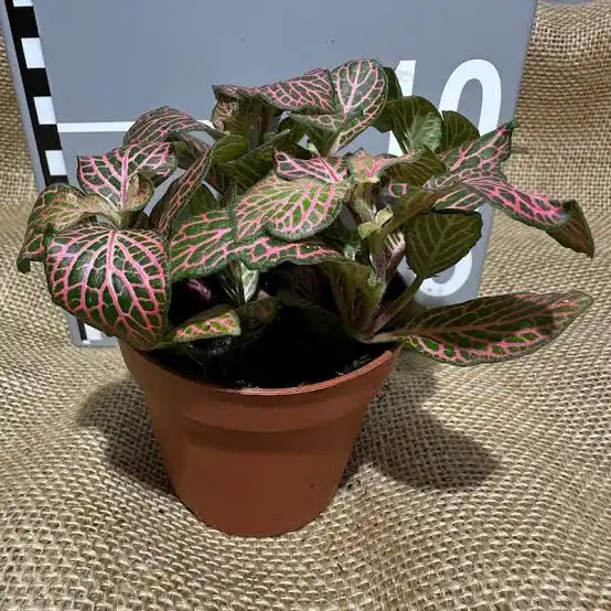 Fittonia albivenis