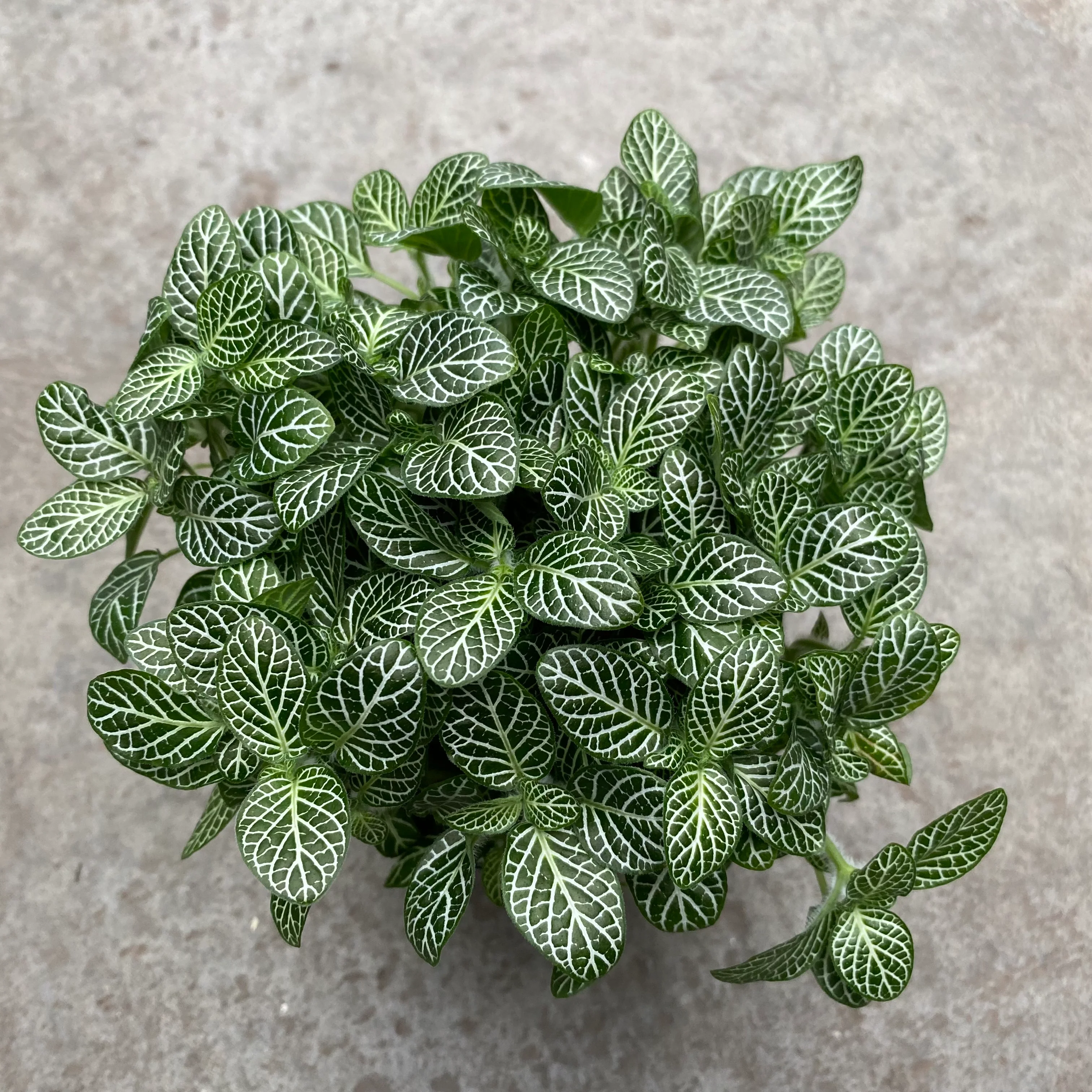 Fittonia albivenis white