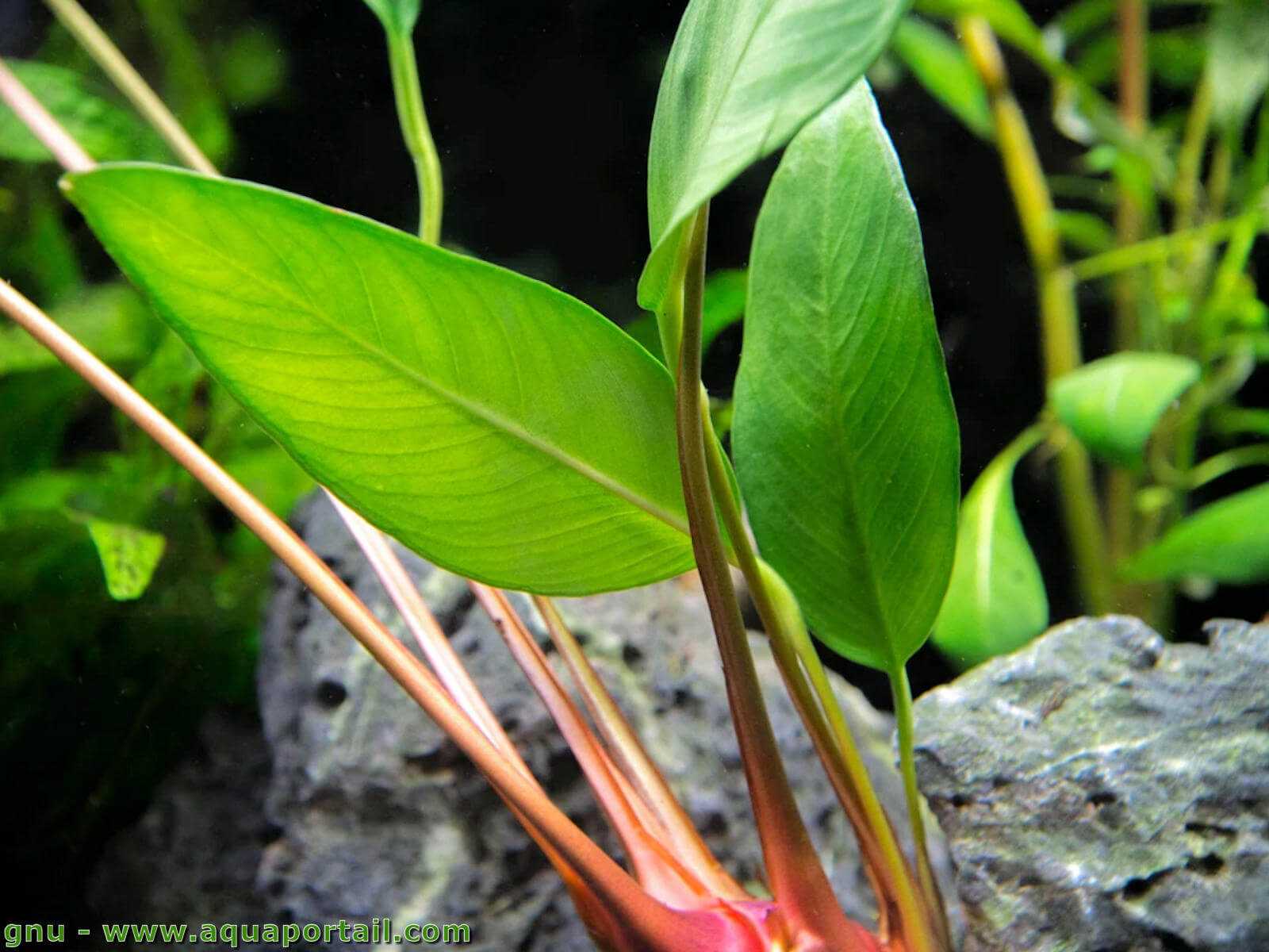 Anubias frazeri