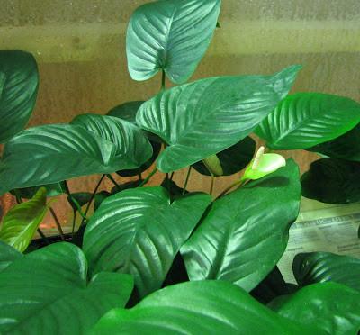 Anubias gigantea