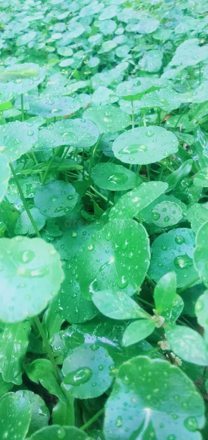 Centella asiatica