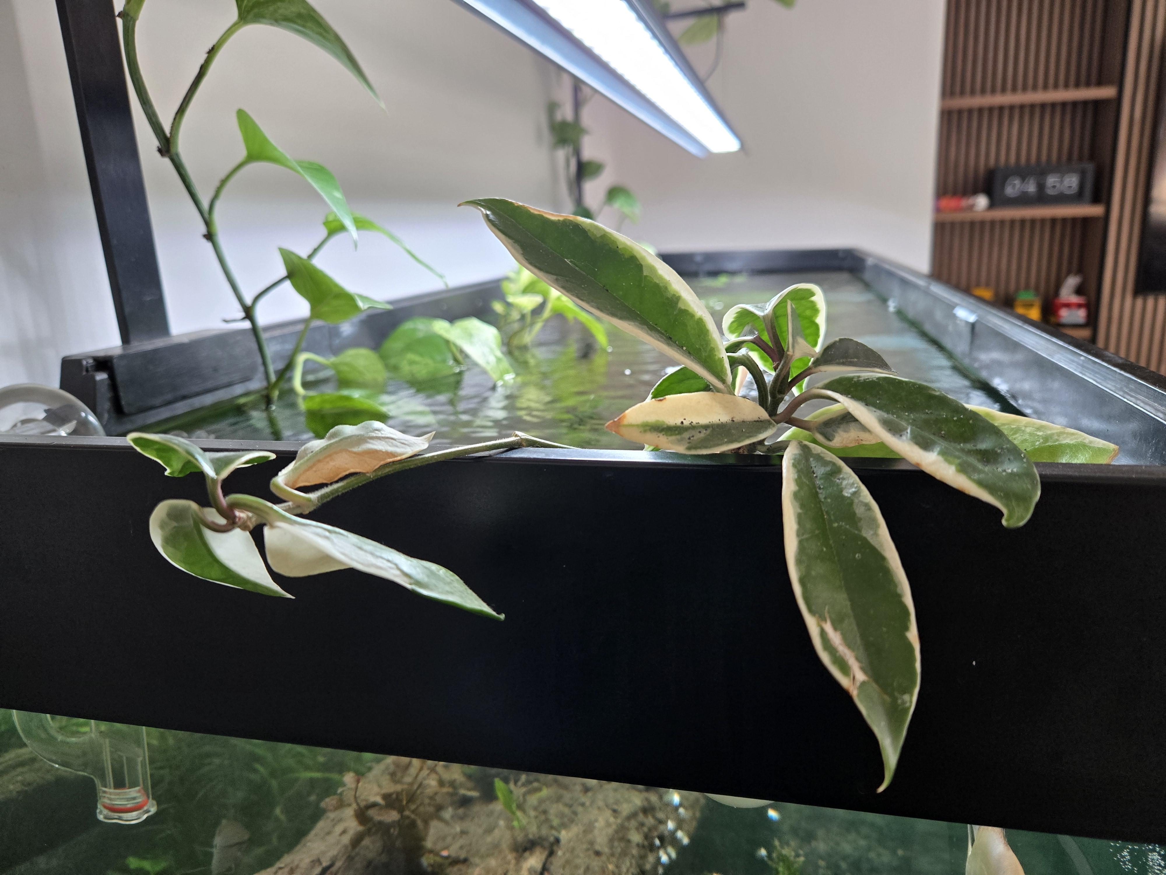 Hoya plant
