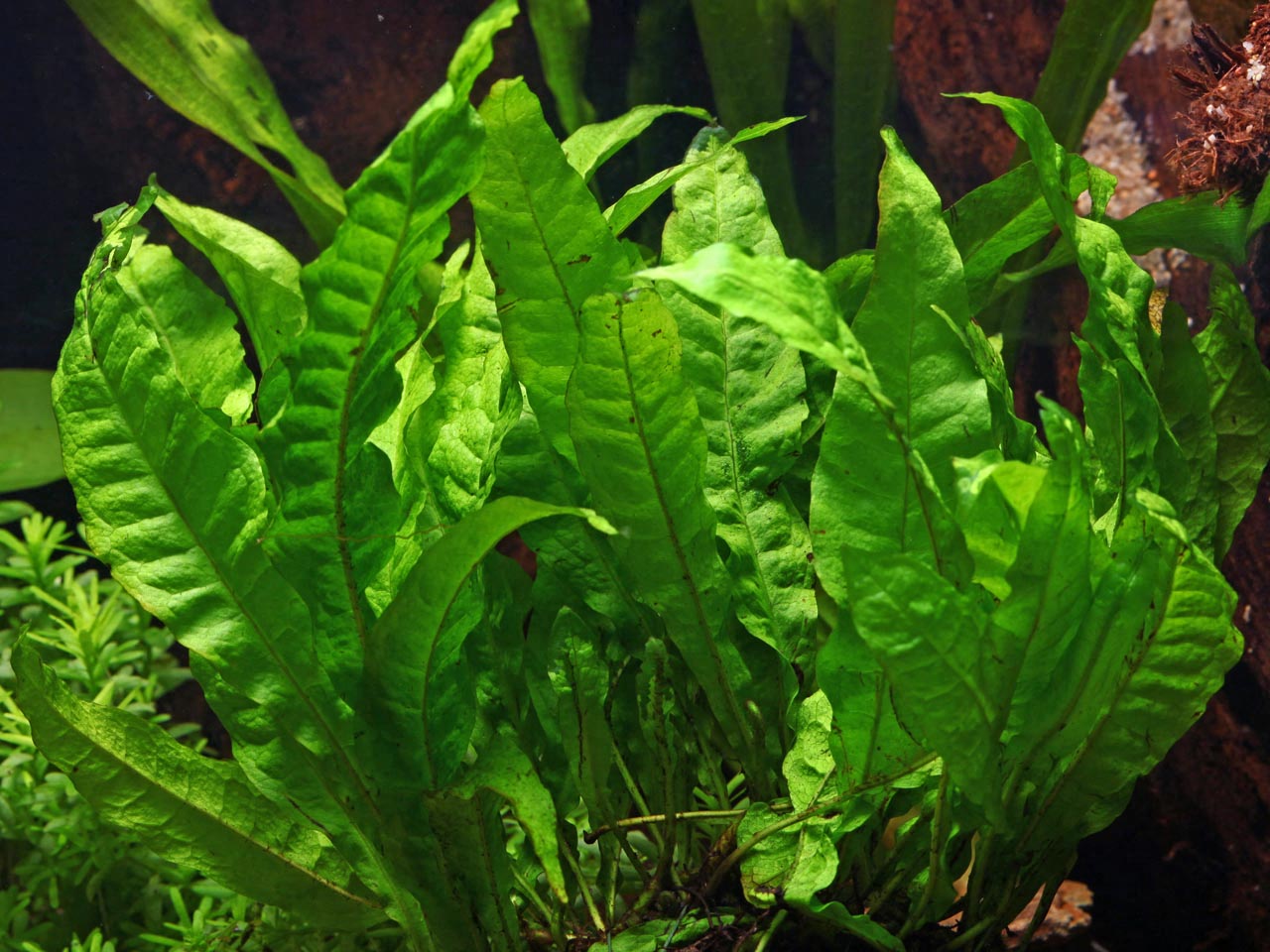 Java Fern plant