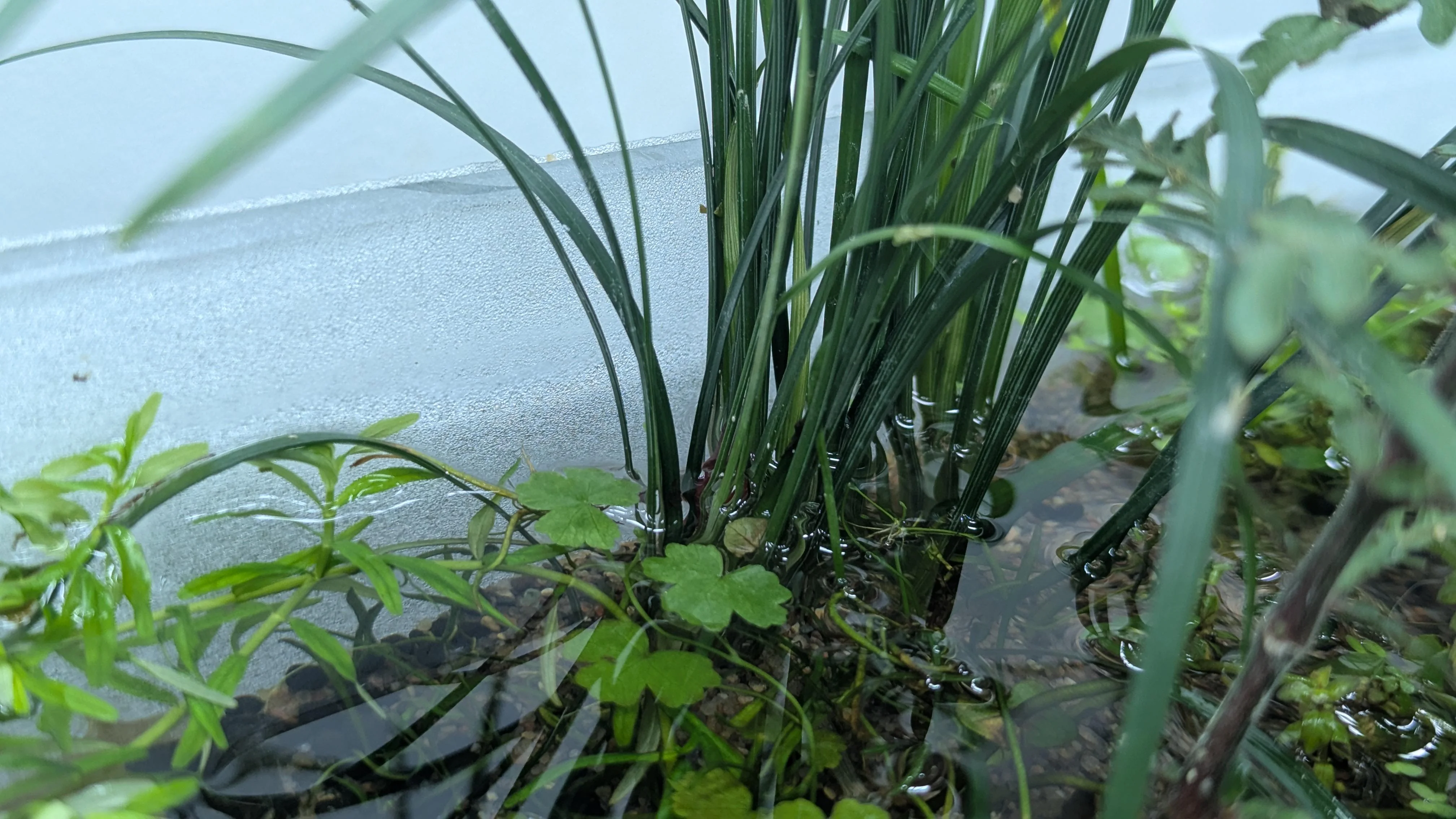 Cymbopogon