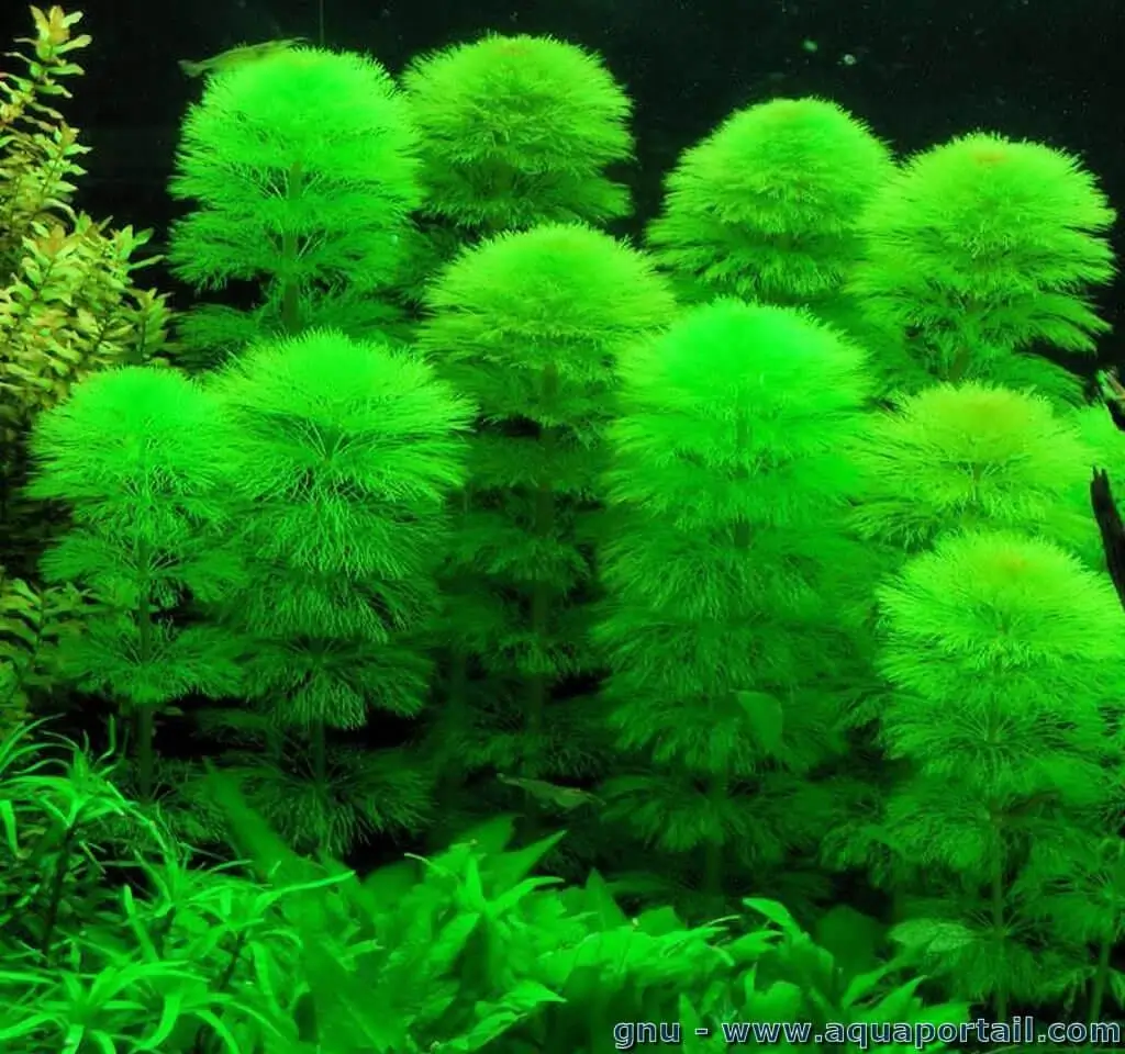 Limnophila aquatica plant