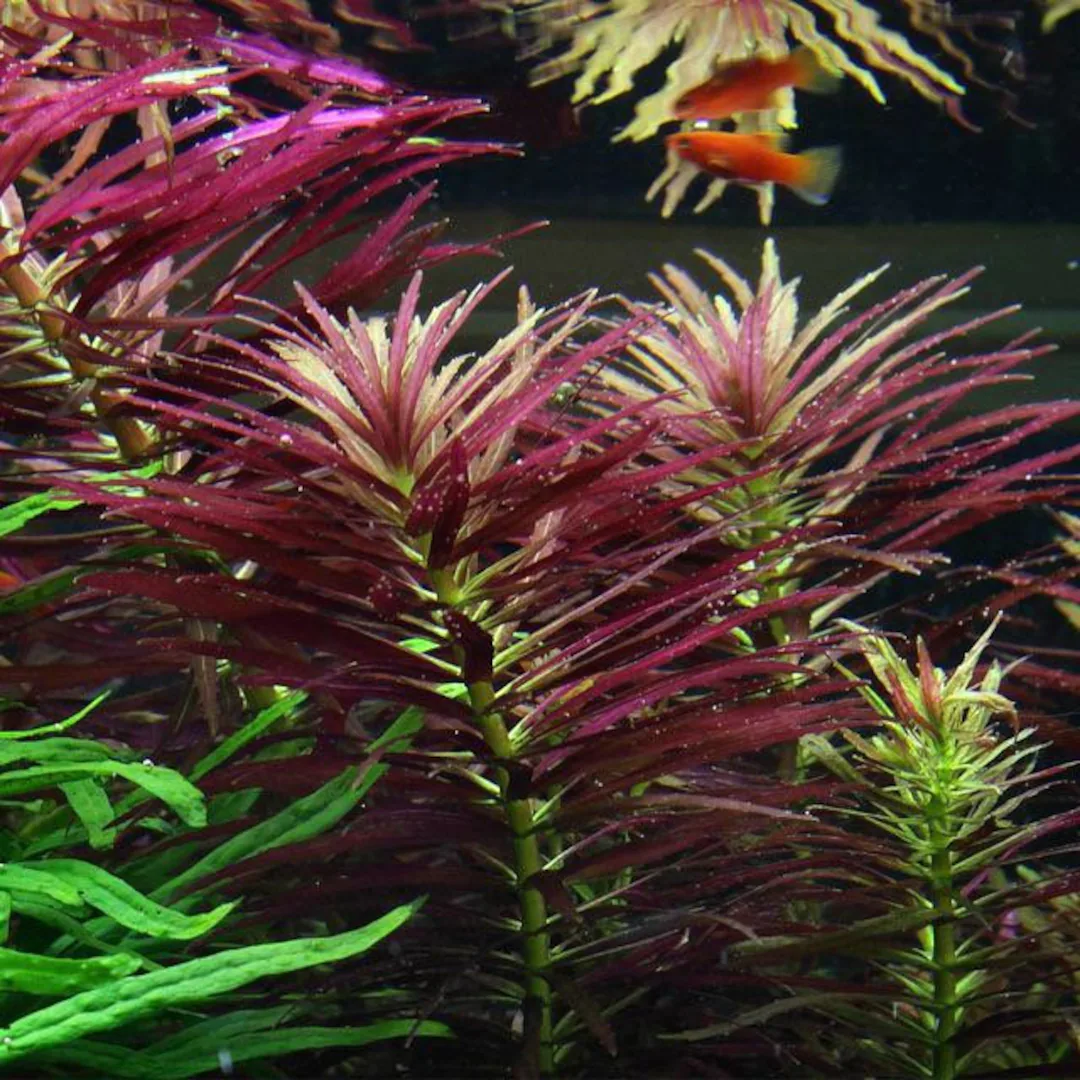 Limnophila aromatica plant