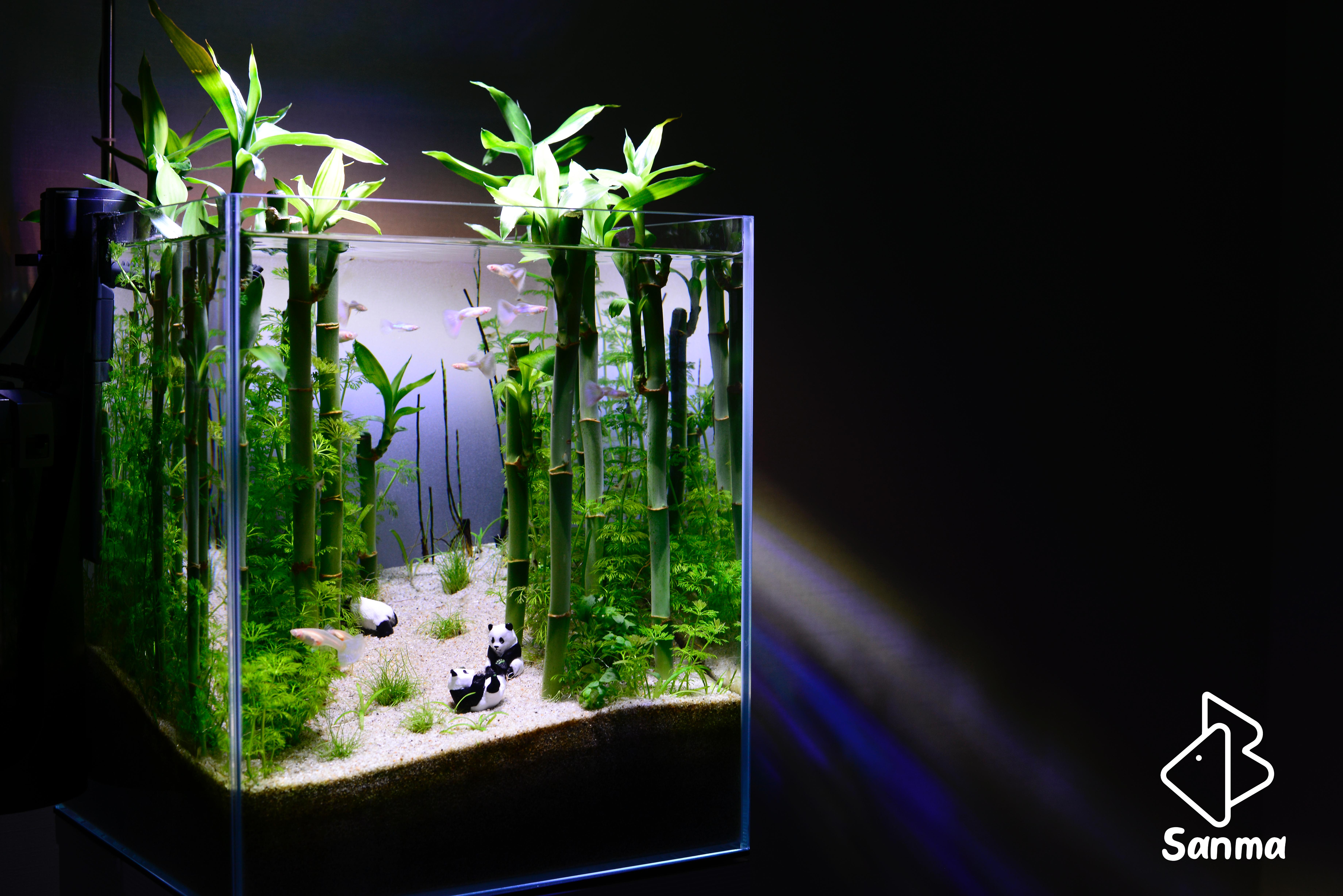 Lucky Bamboo plant