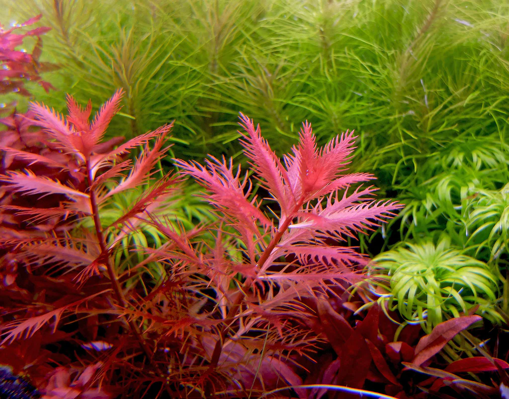 Proserpinaca palustris plant