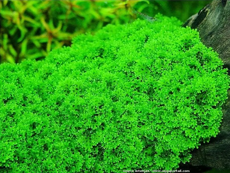 Riccardia chamedryfolia