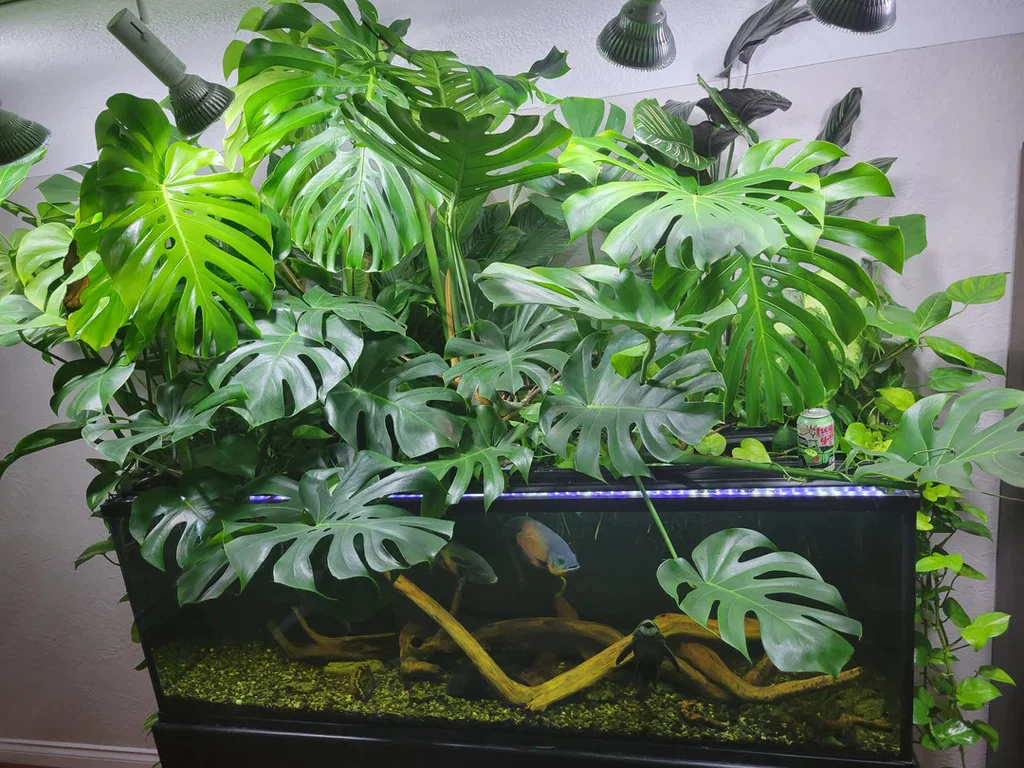 Monstera deliciosa plant