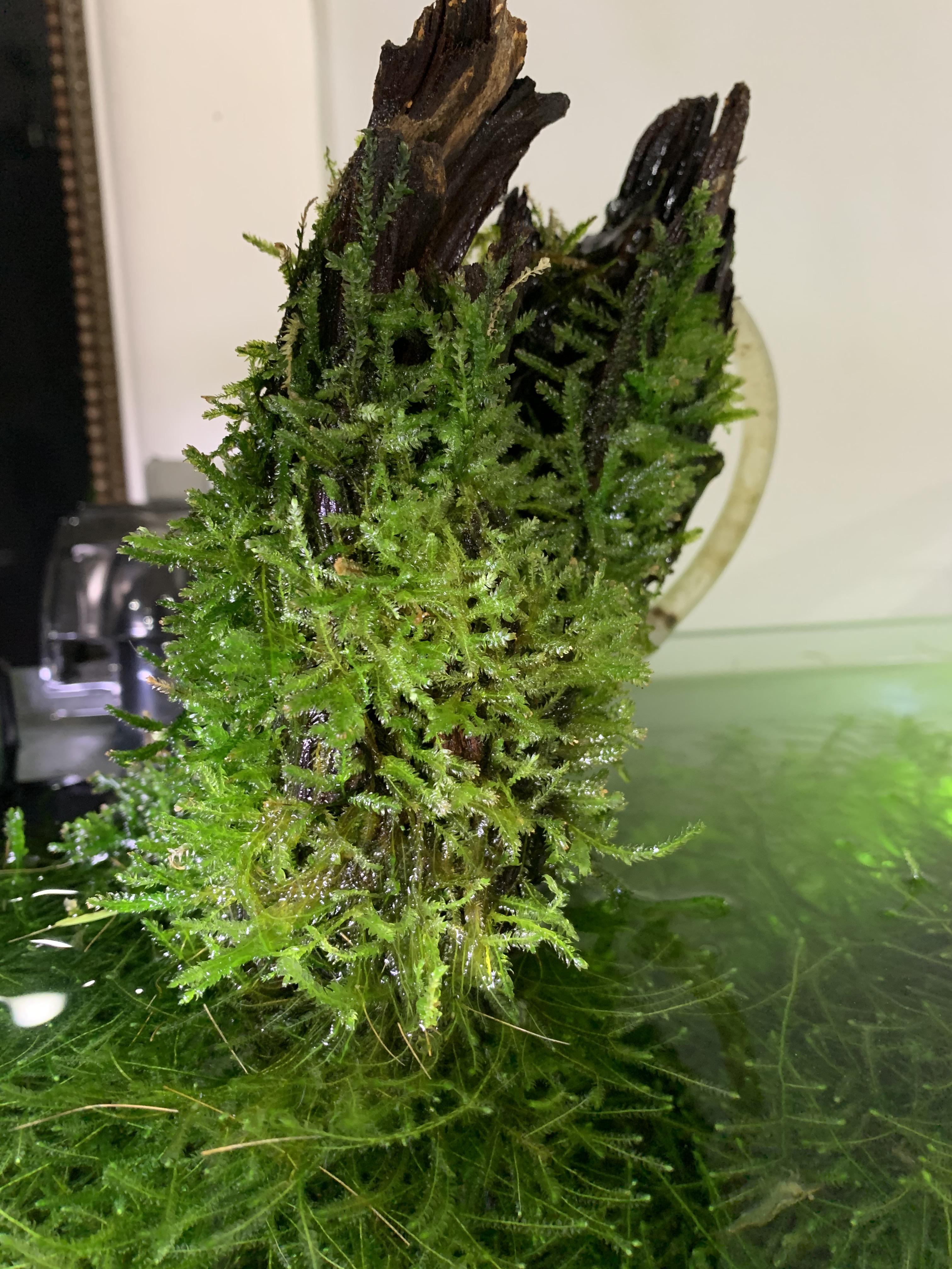 Taxiphyllum barbieri plant