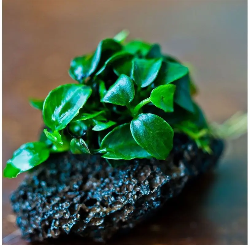Anubias Nana Petite