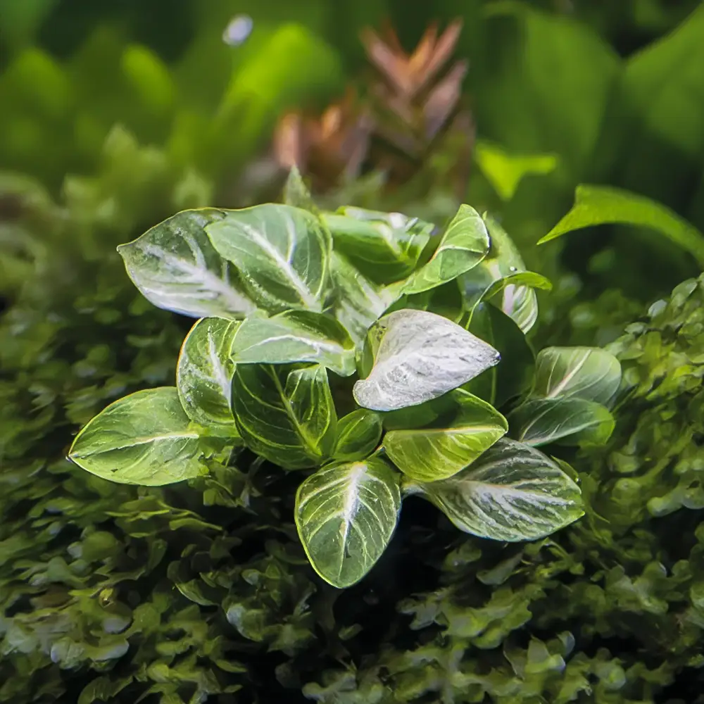 Anubias Nana Stardust