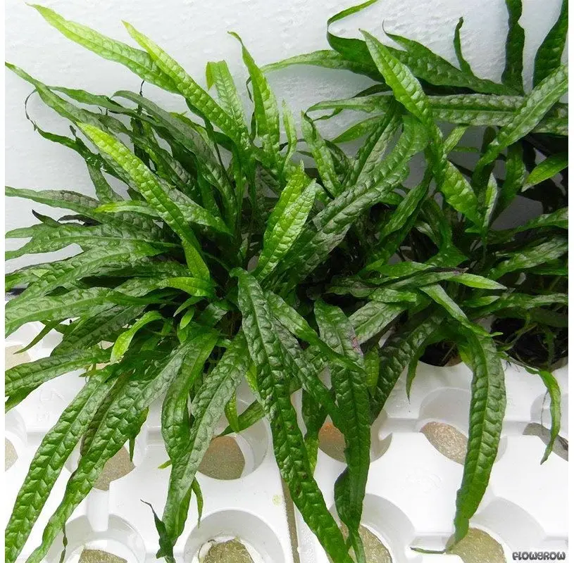 Narrow Leaf Java Fern